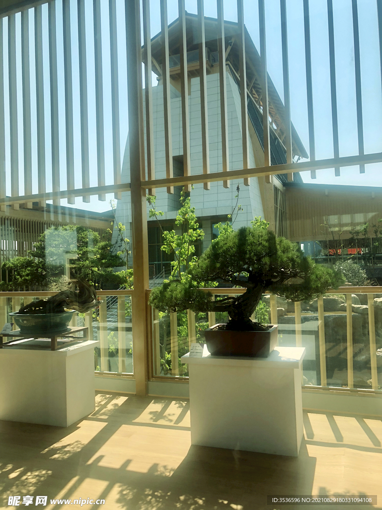 盆栽展览