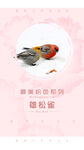 可爱鸟儿