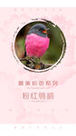 粉色喜鹊