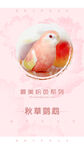 鹦鹉海报