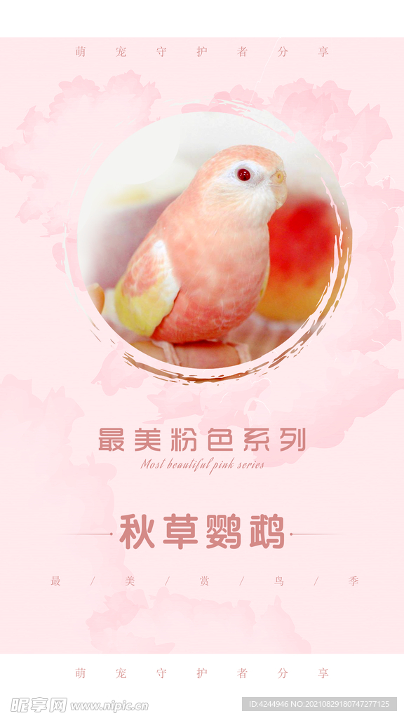鹦鹉海报