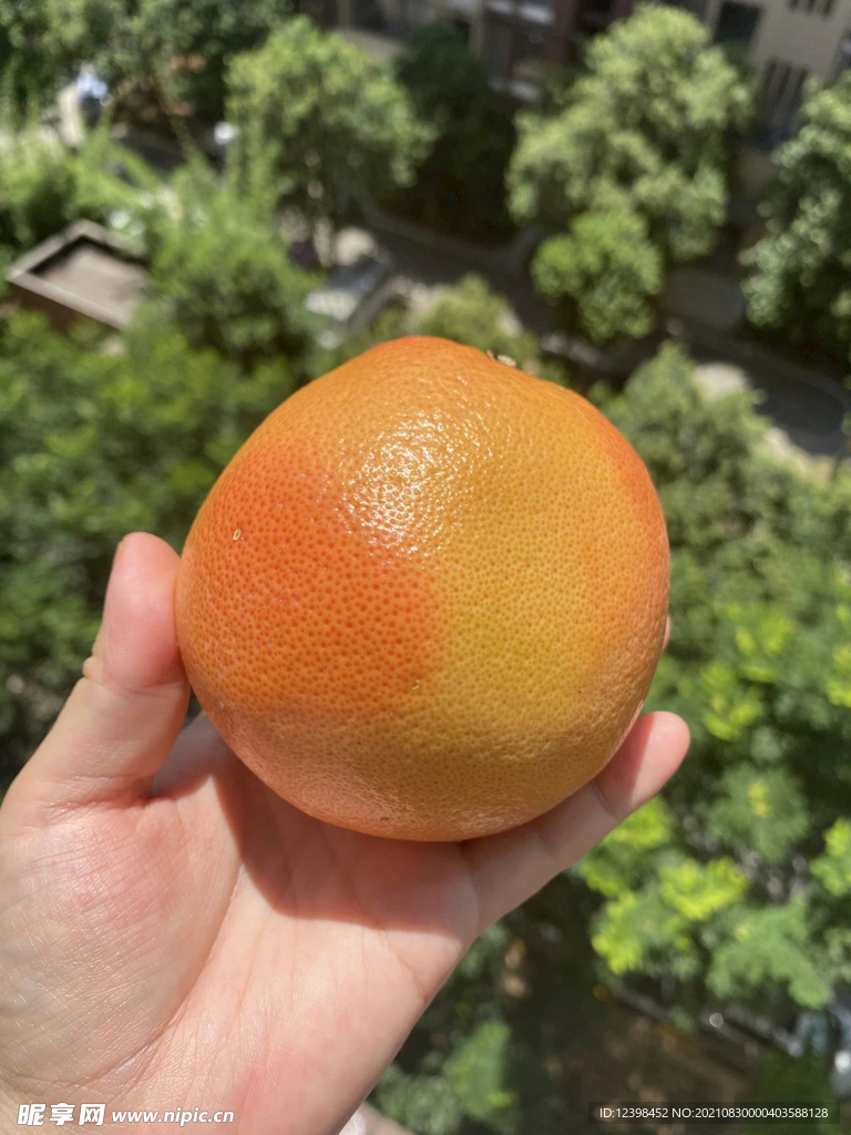 西柚