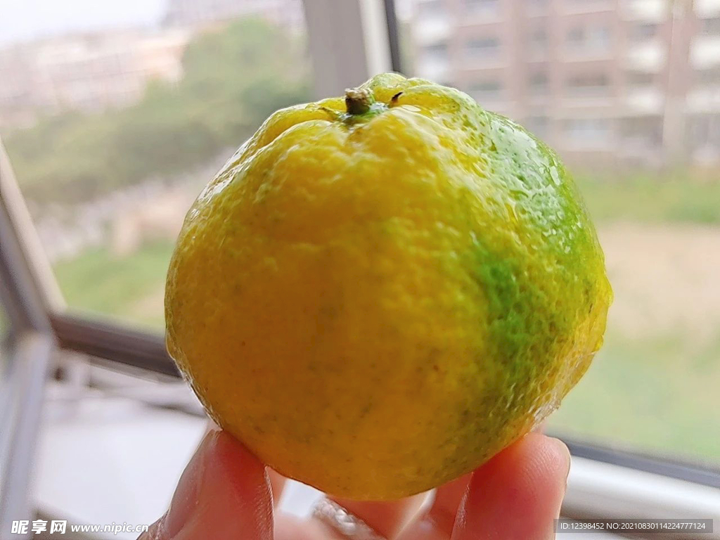 无籽蜜橘