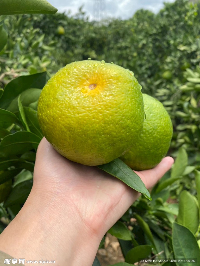 蜜橘