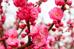 梅花