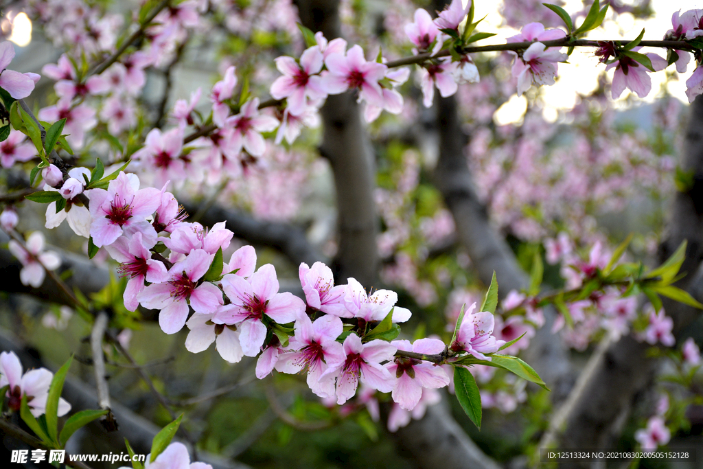 桃花