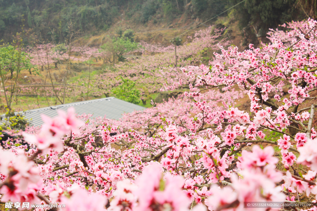 桃花
