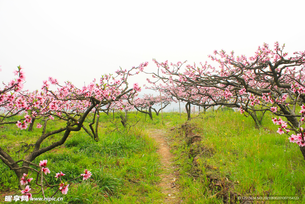 桃花