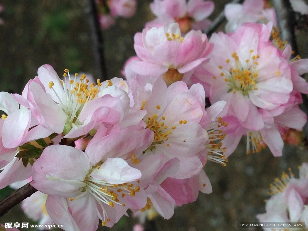 桃花