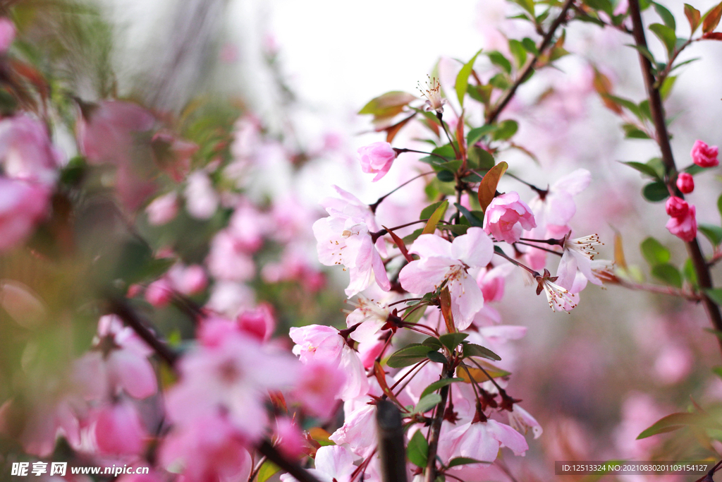 桃花