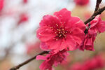 梅花