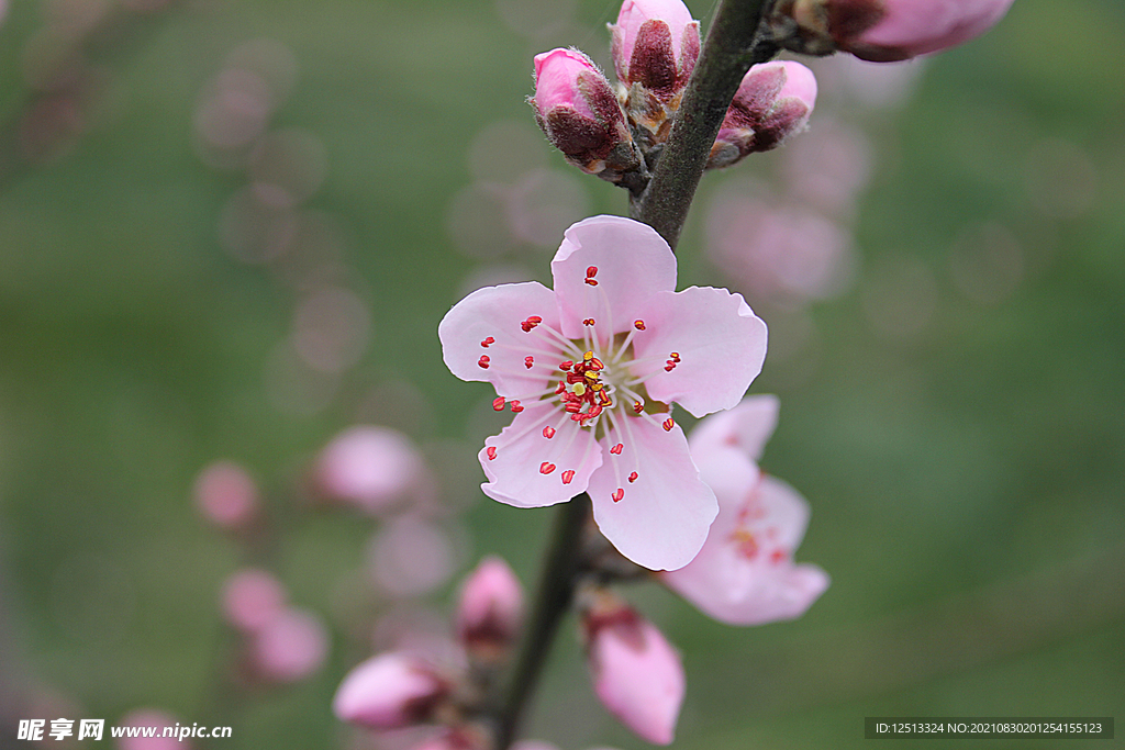 桃花