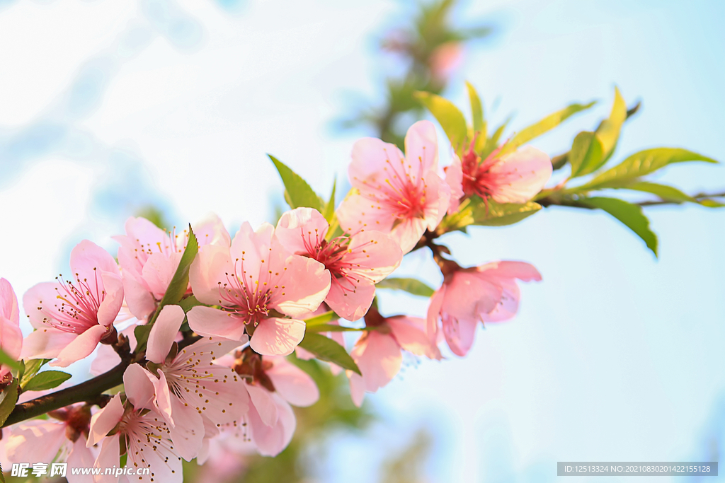 桃花