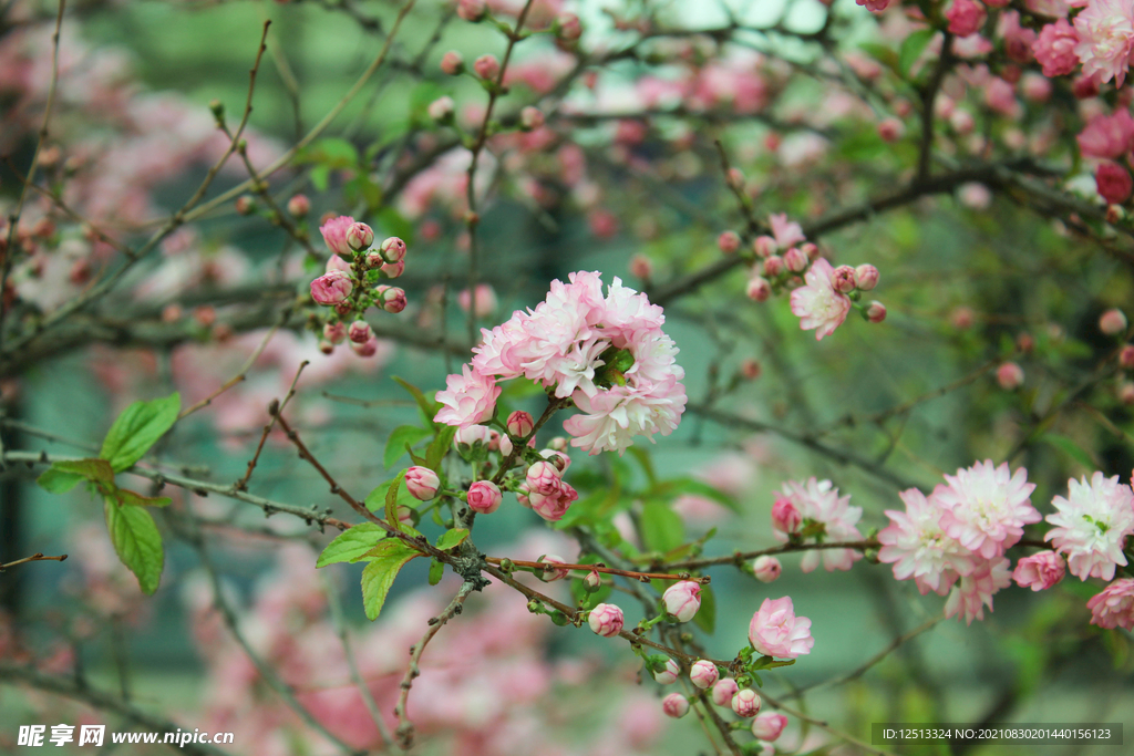 花