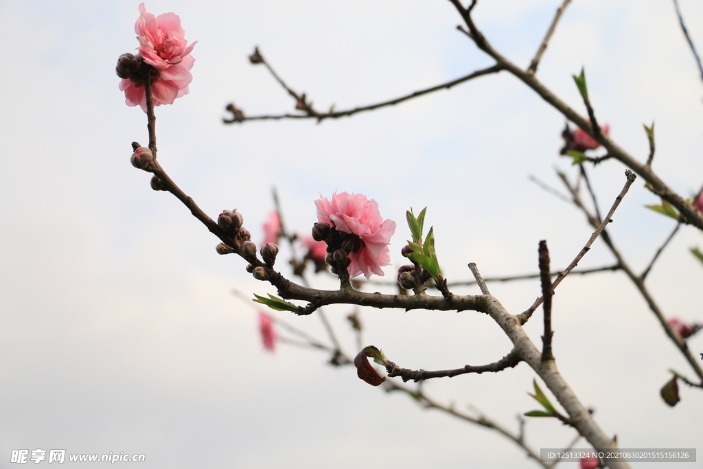 桃花