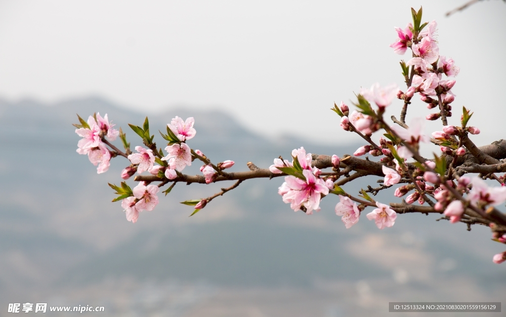 桃花