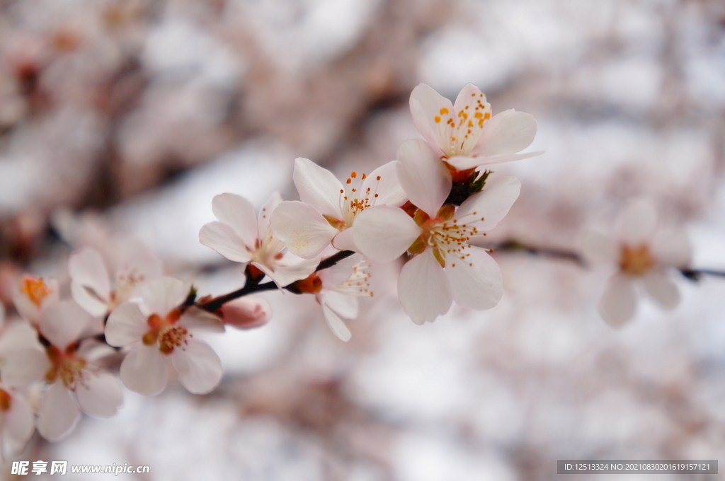 桃花