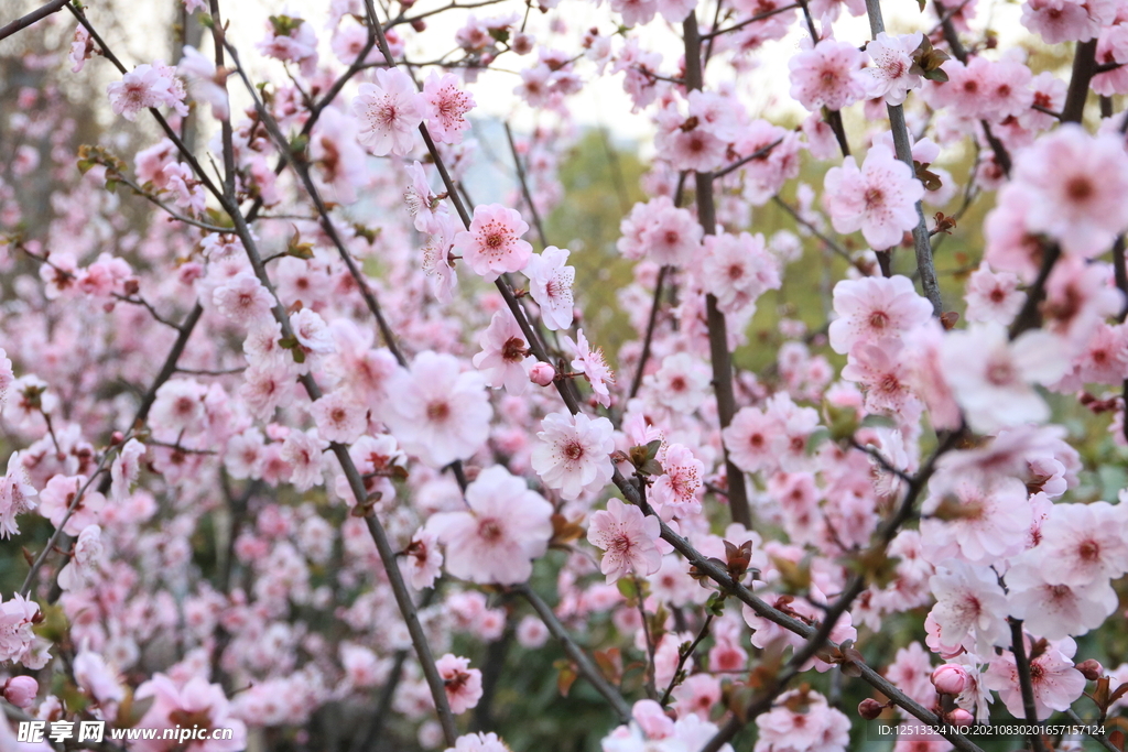 桃花