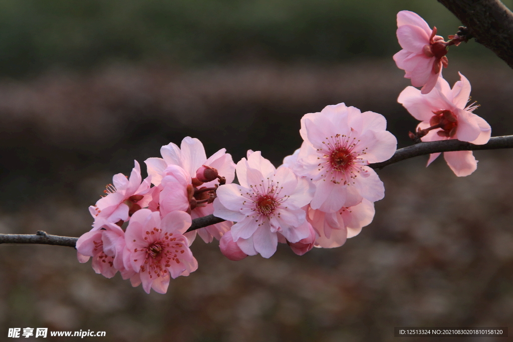 桃花