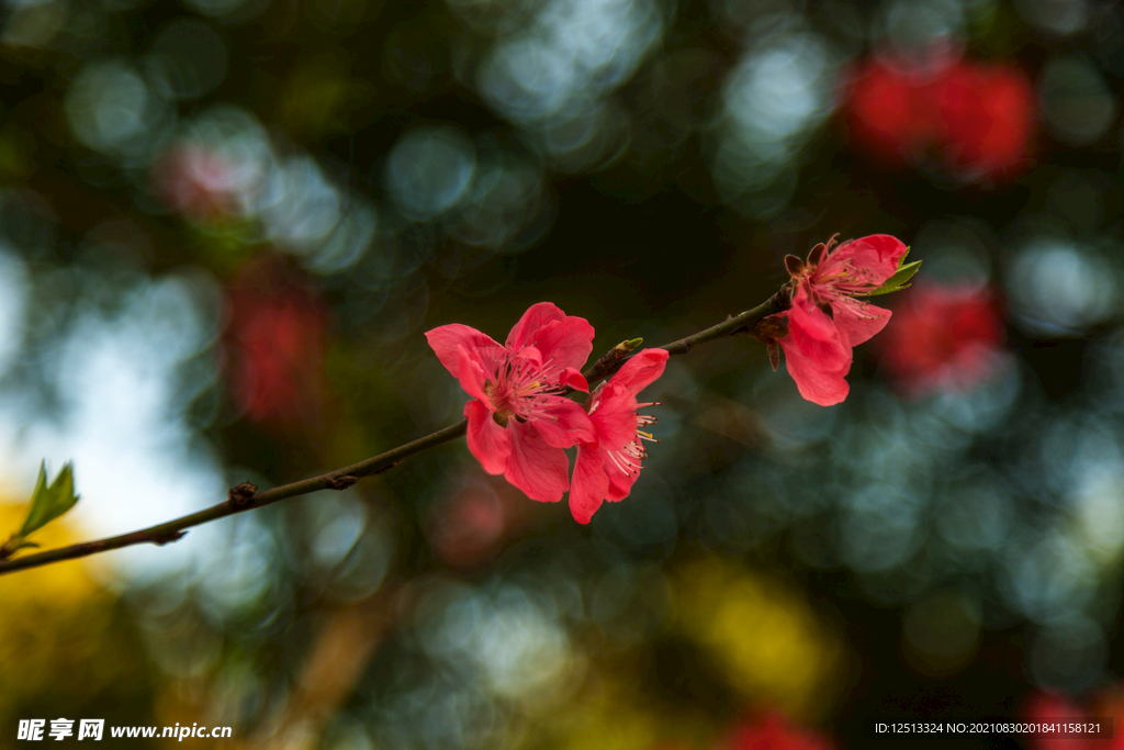 花