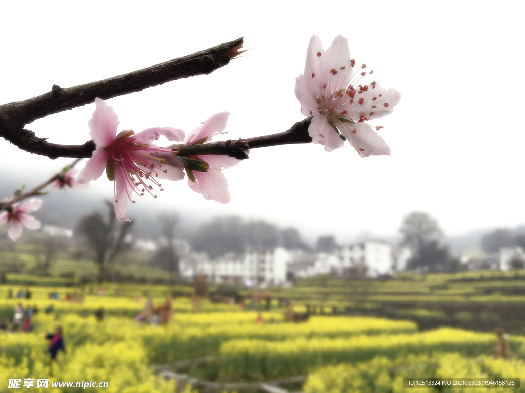 桃花