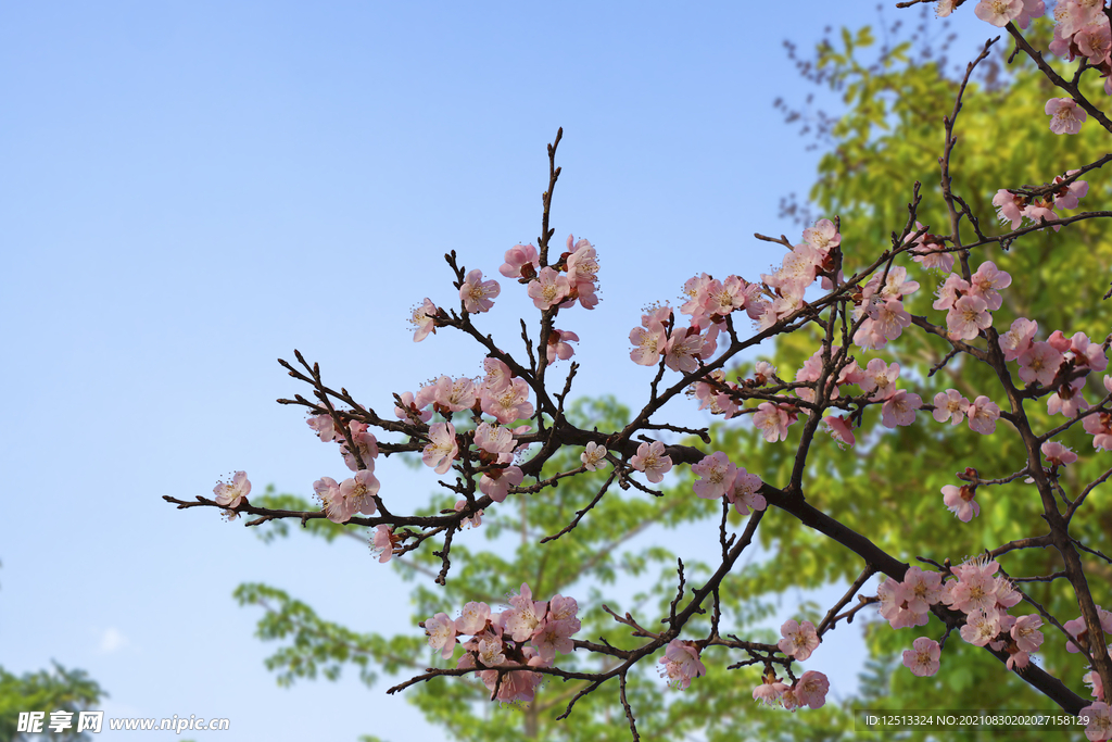 桃花