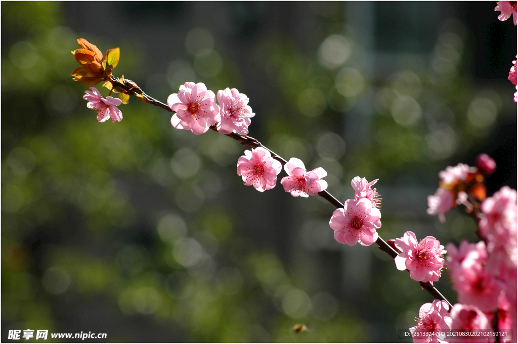 桃花