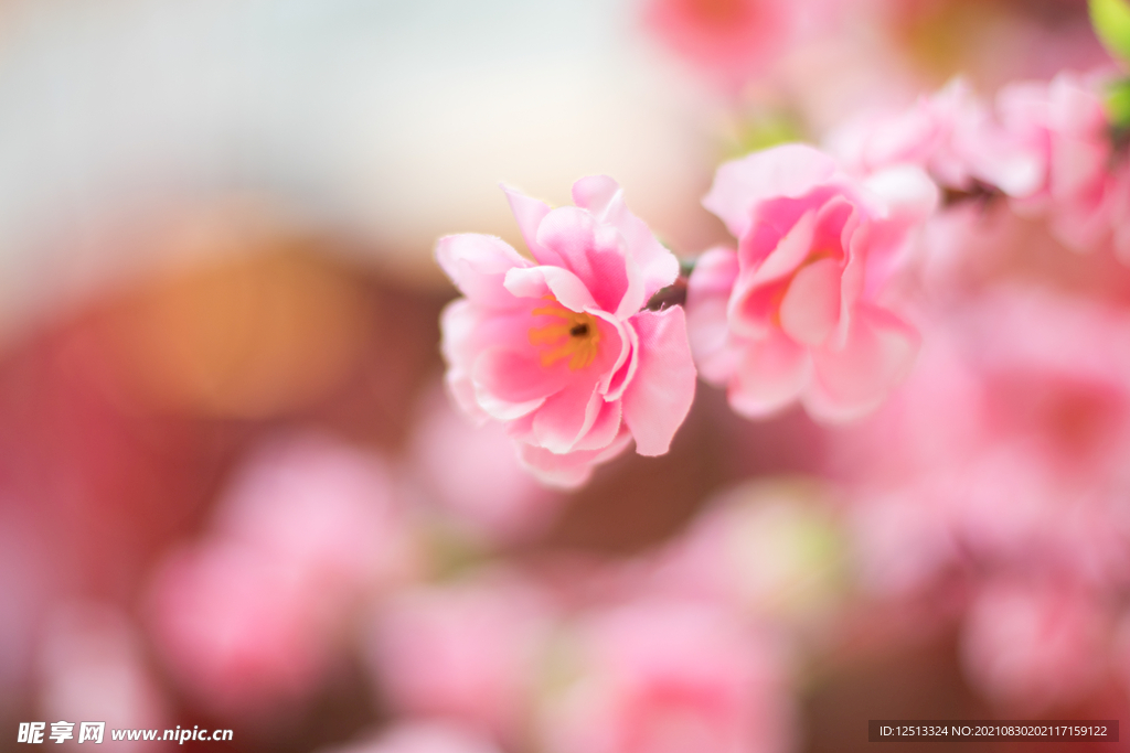 桃花