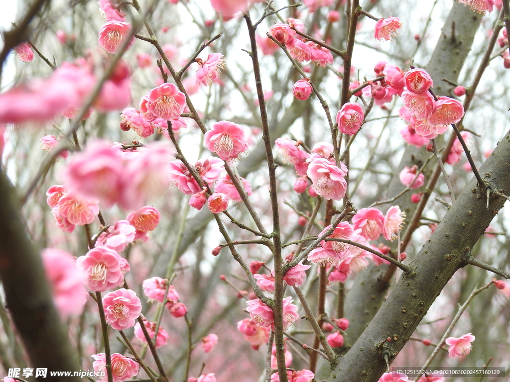 桃花