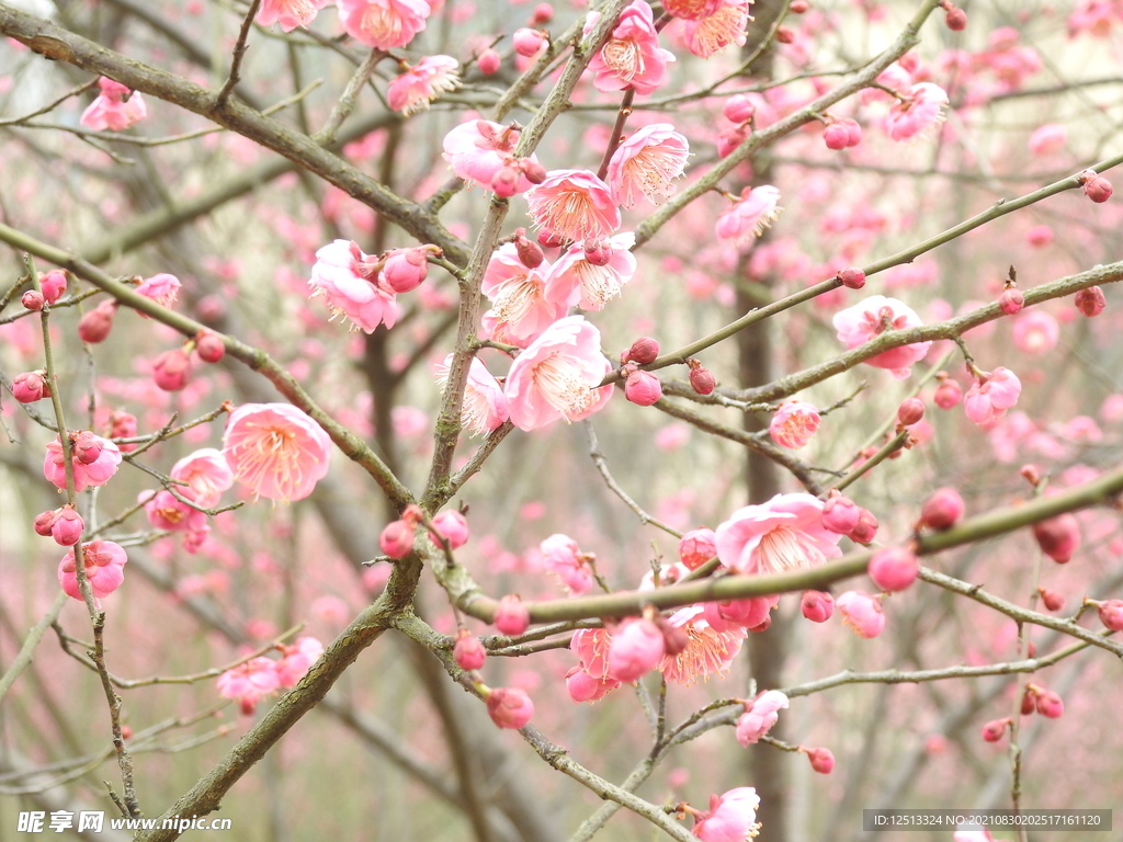 桃花