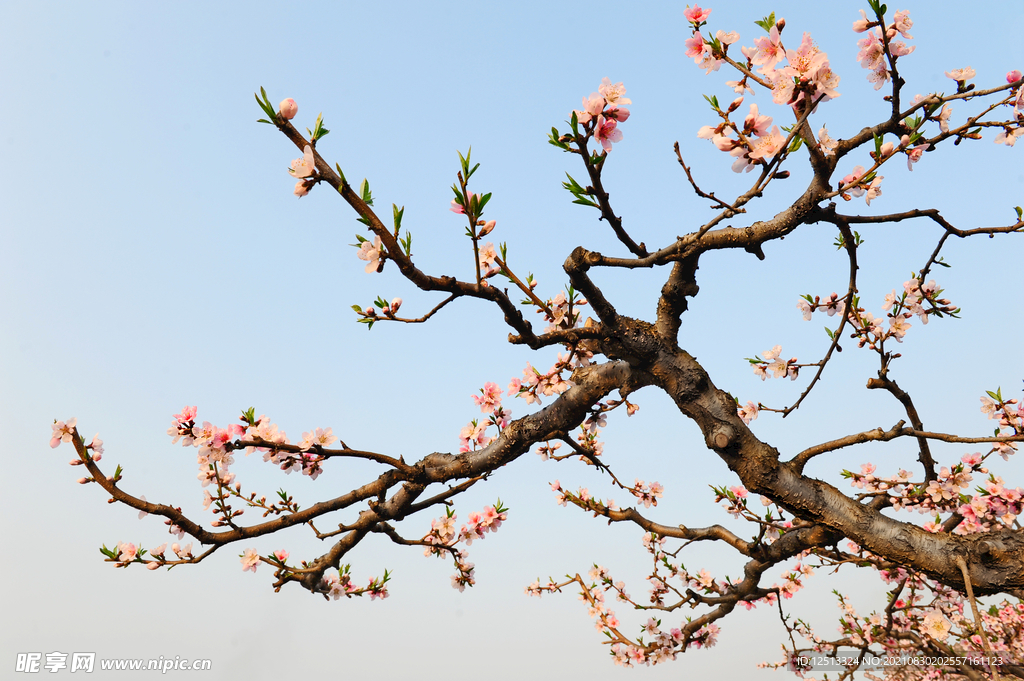 桃花
