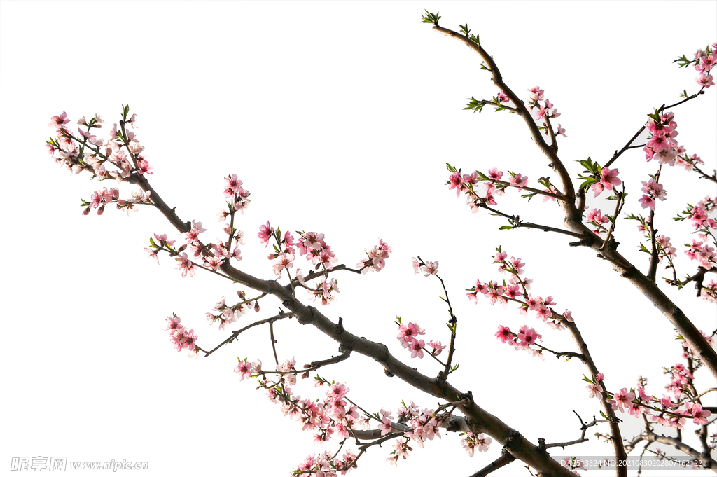 桃花