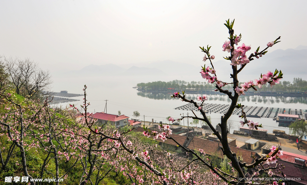 桃花
