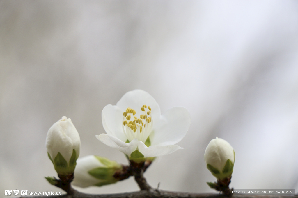 梨花