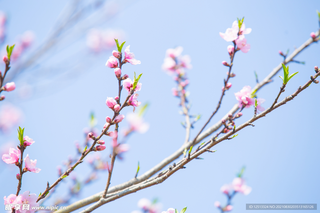 桃花