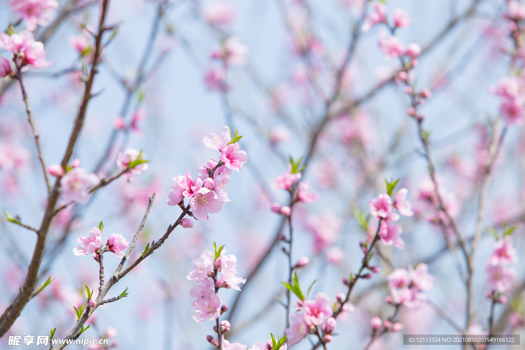 桃花