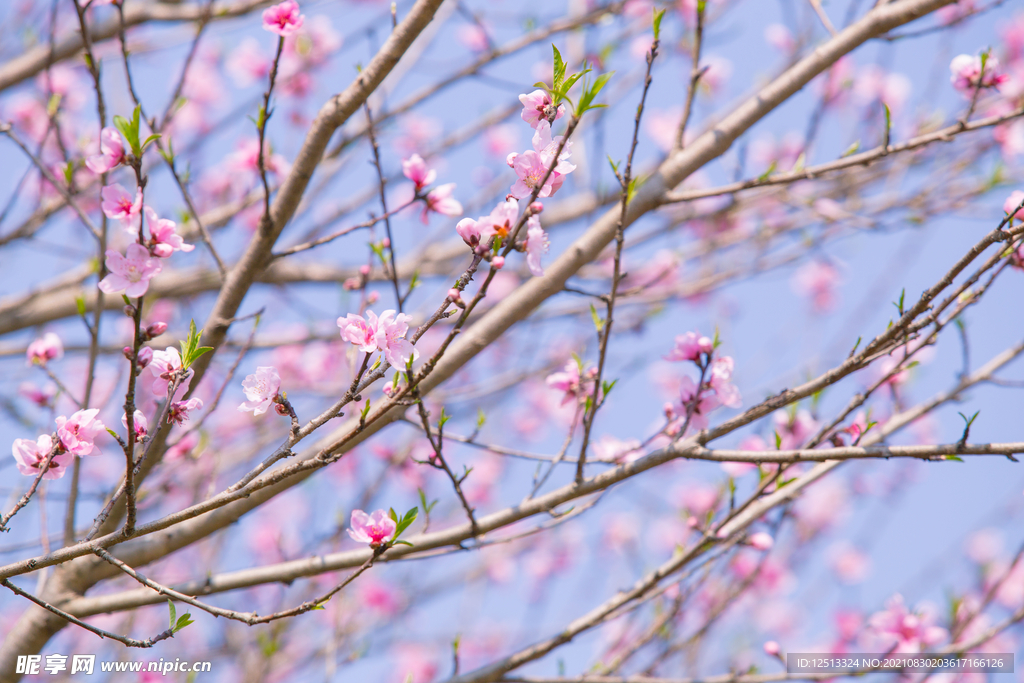 桃花