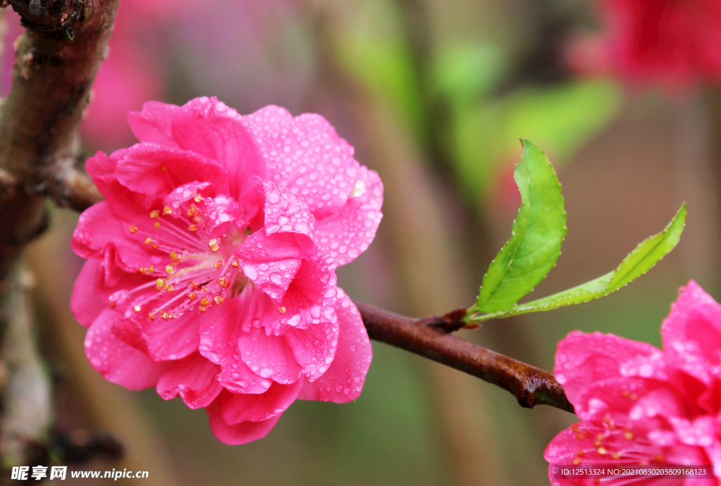 桃花