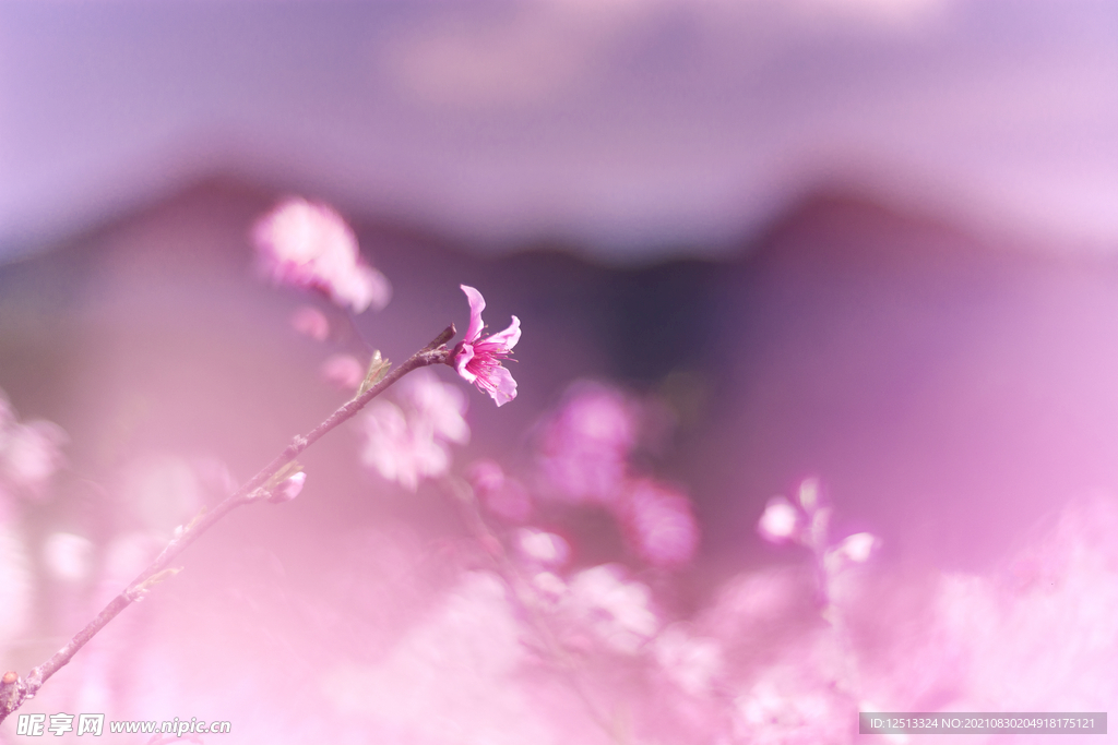 桃花