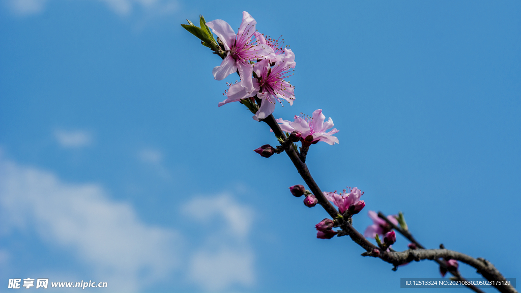 桃花