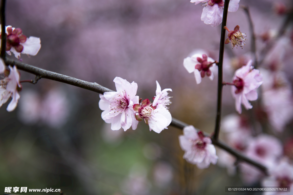 桃花