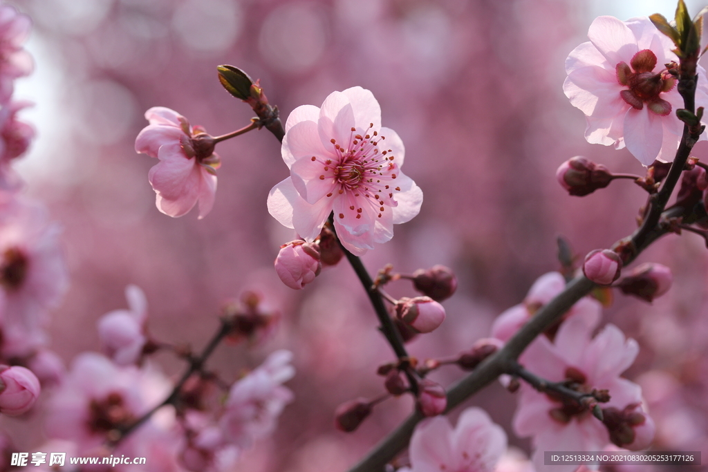 桃花