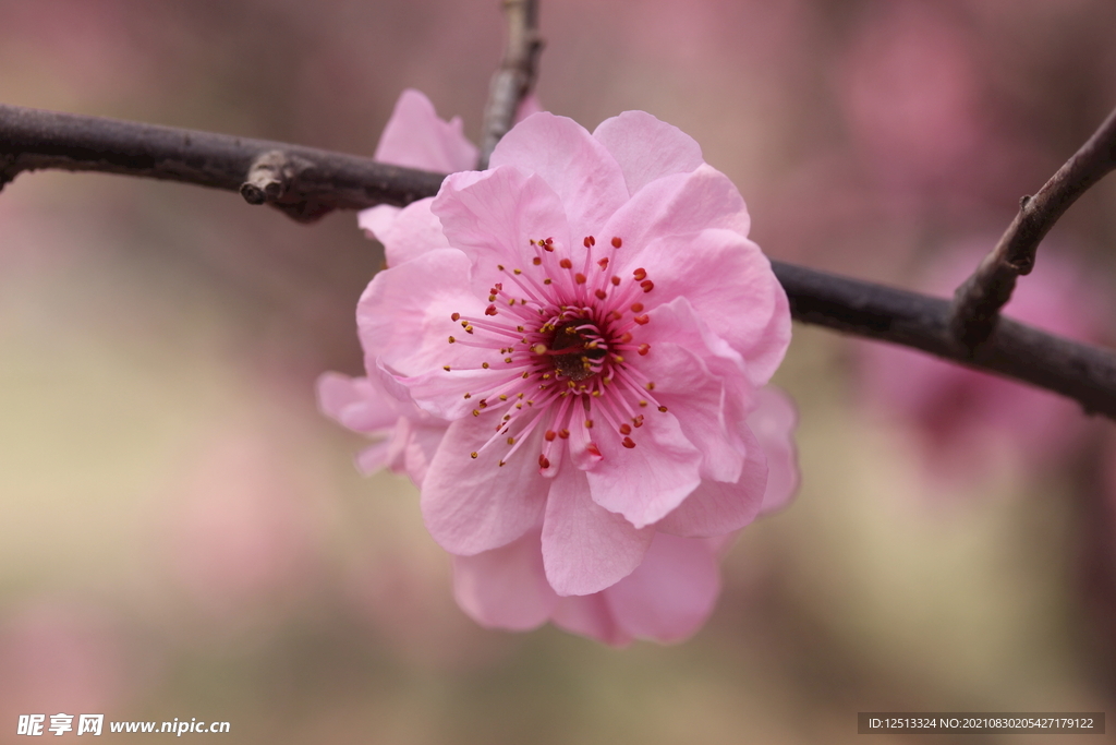 桃花