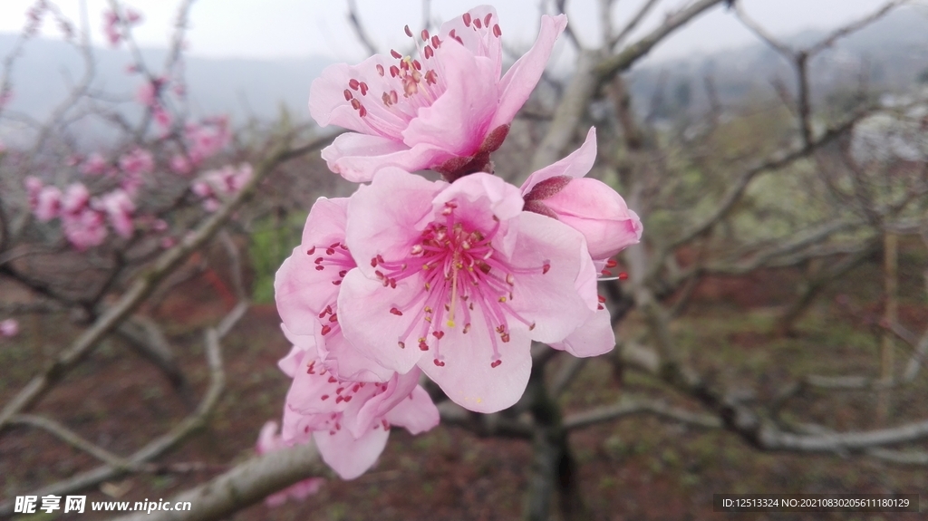 桃花