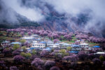 林芝桃花