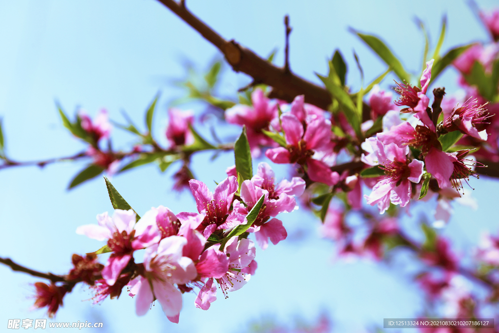 桃花