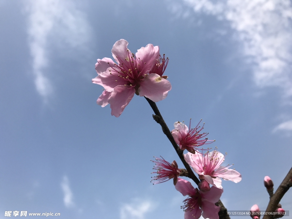 桃花