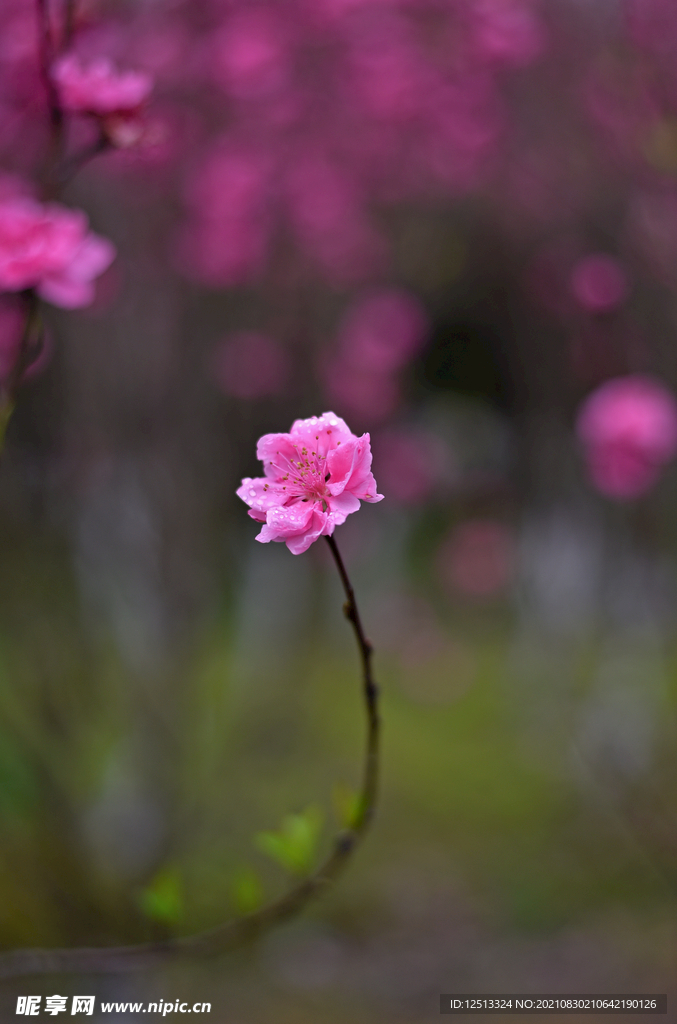 桃花