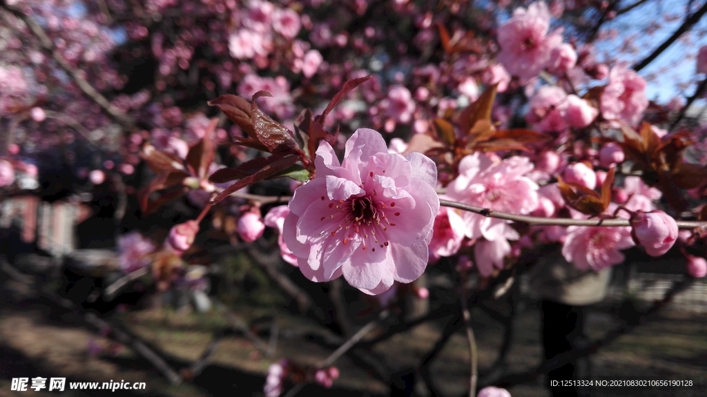 桃花