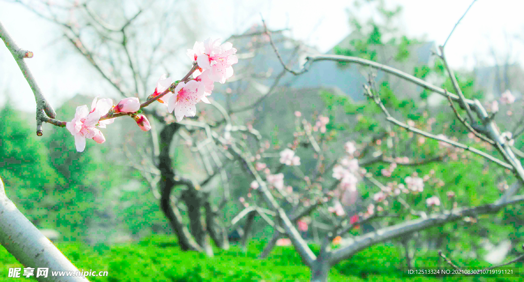 桃花